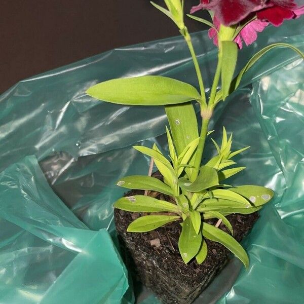 Dianthus chinensis Flor