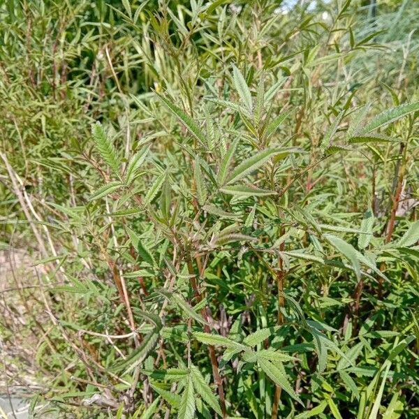 Tagetes lemmonii Folha