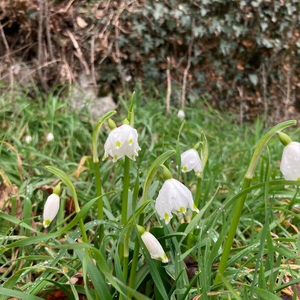 Leucojum vernum Flor