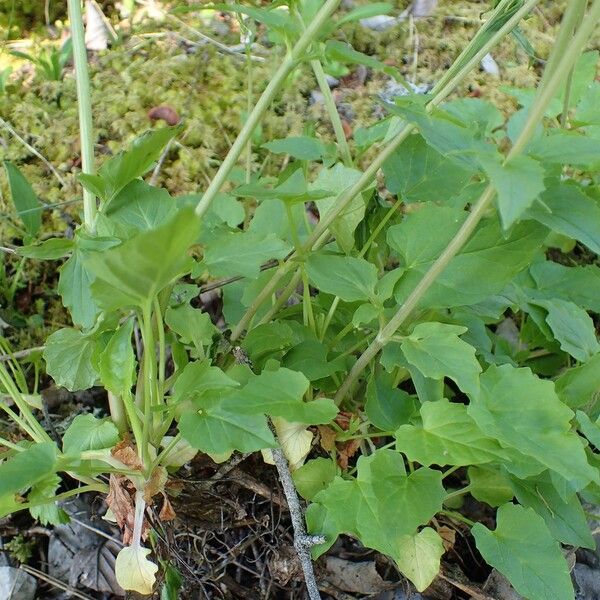 Valeriana tripteris موطن