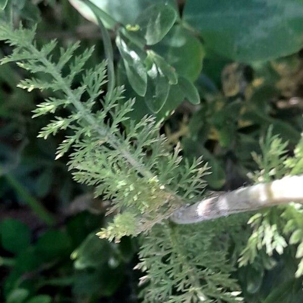 Achillea millefolium Liść