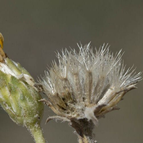 Pyrrocoma uniflora Плод