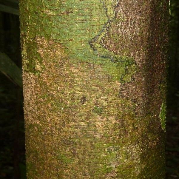 Licania hypoleuca Bark