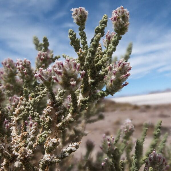 Aloysia deserticola برگ