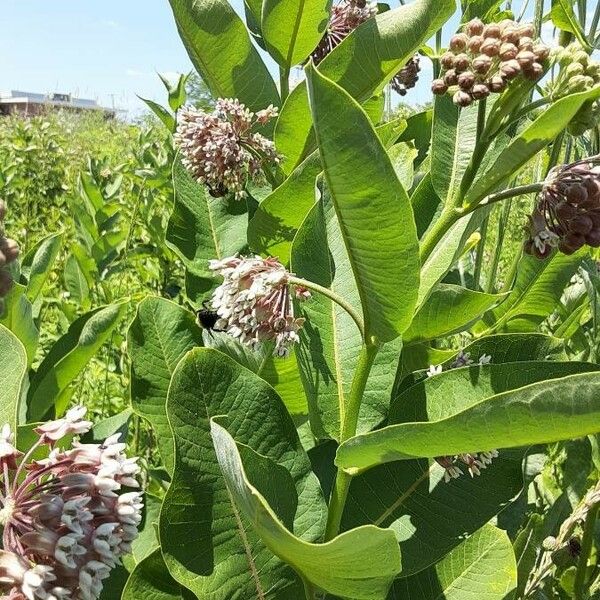 Asclepias syriaca Fiore