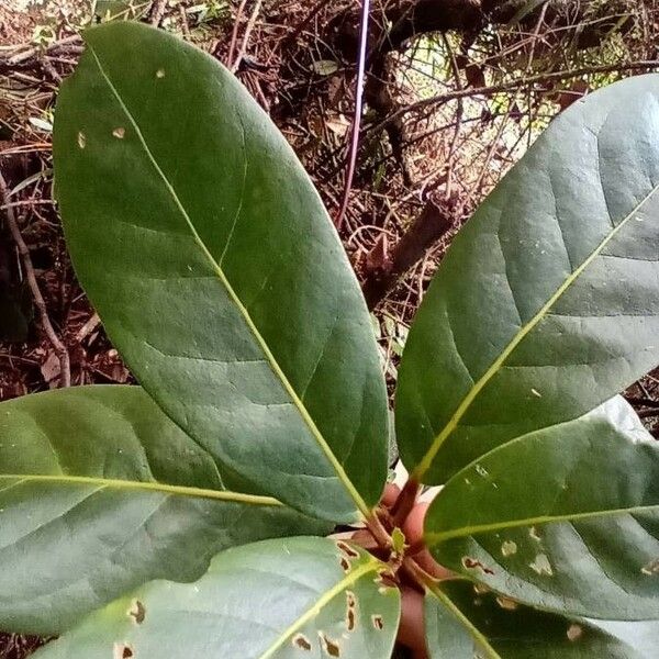 Beilschmiedia latifolia Leaf