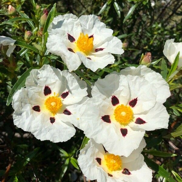 Cistus ladanifer Цветок