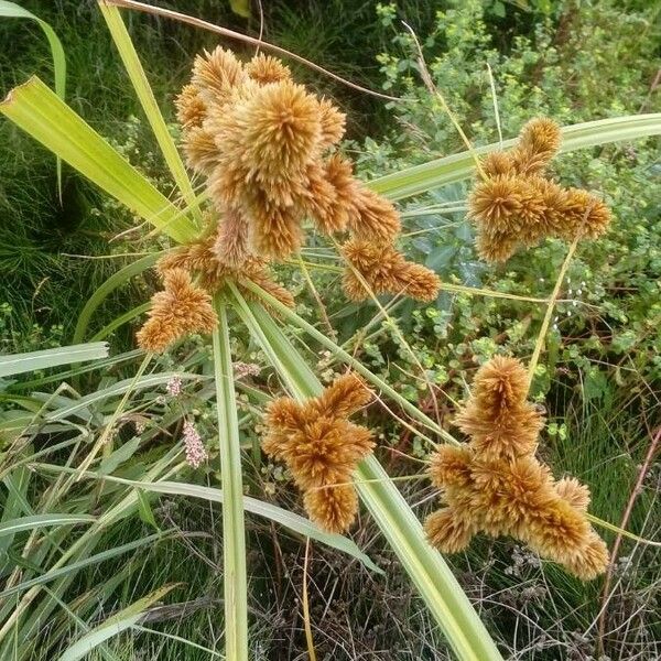 Cyperus difformis Flors