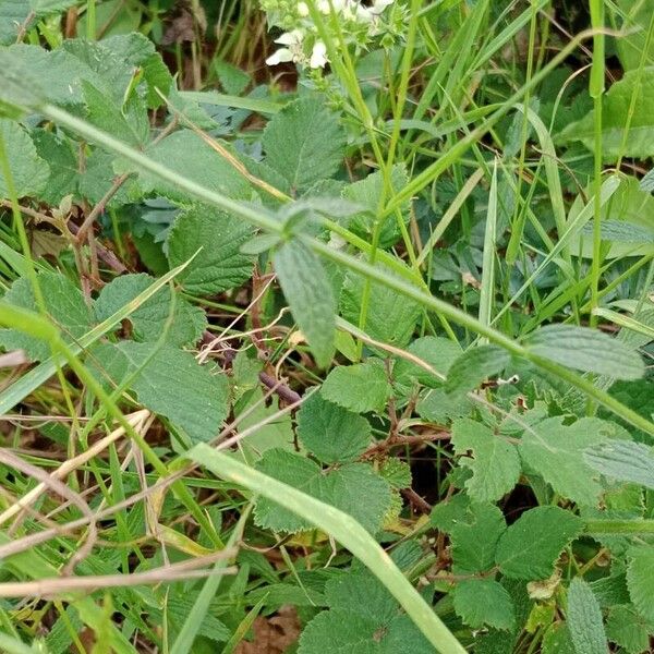 Stachys recta Hostoa