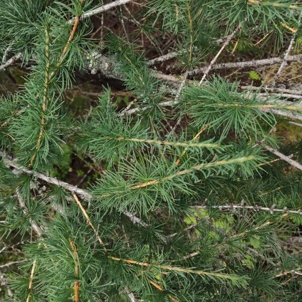 Larix laricina Leaf