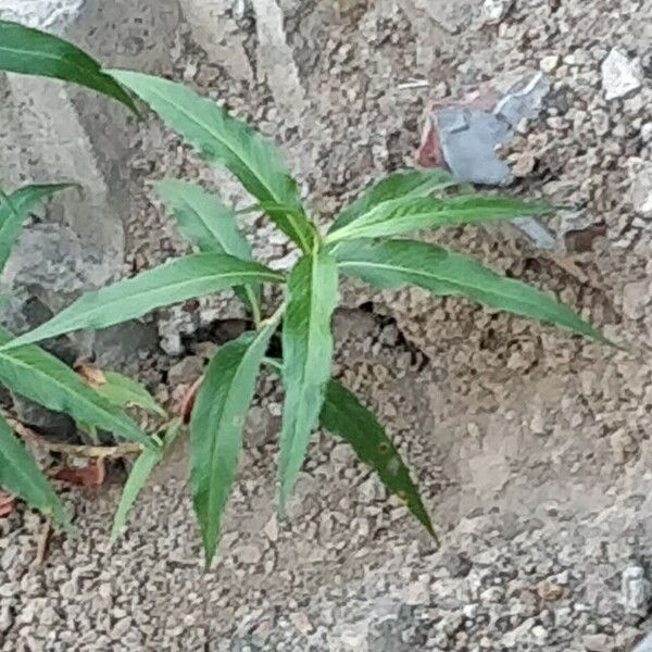 Persicaria senegalensis 葉