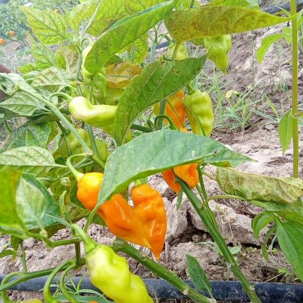 Capsicum chinense Folla