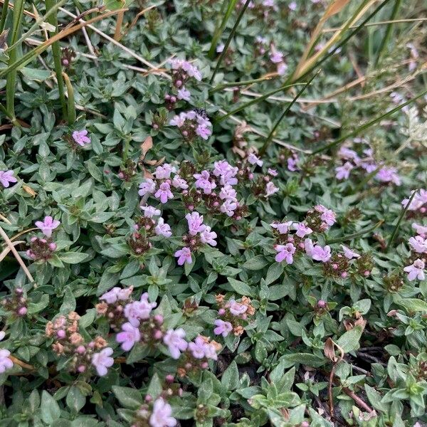 Thymus herba-barona Fleur