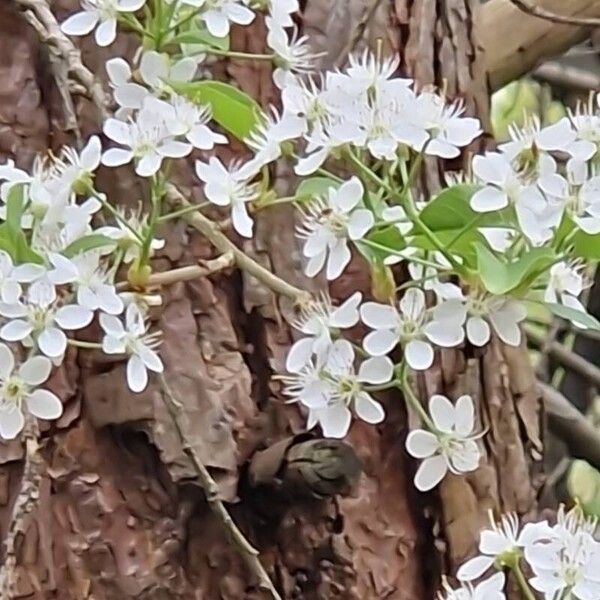 Prunus mahaleb Blomst