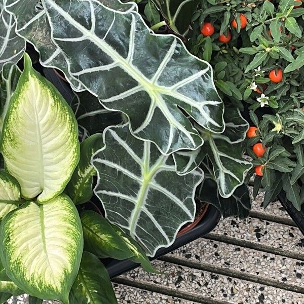 Alocasia sanderiana 叶