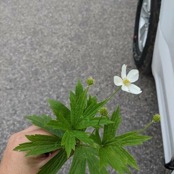 Anemonastrum canadense Flower