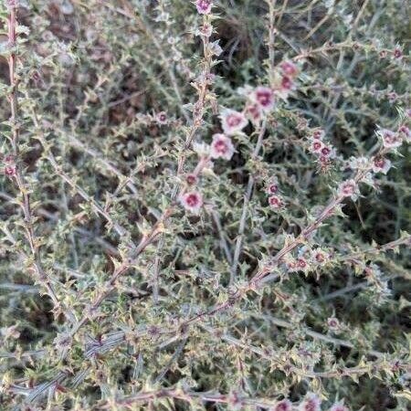 Salsola kali Flower