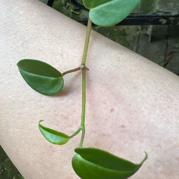 Peperomia serpens Foglia