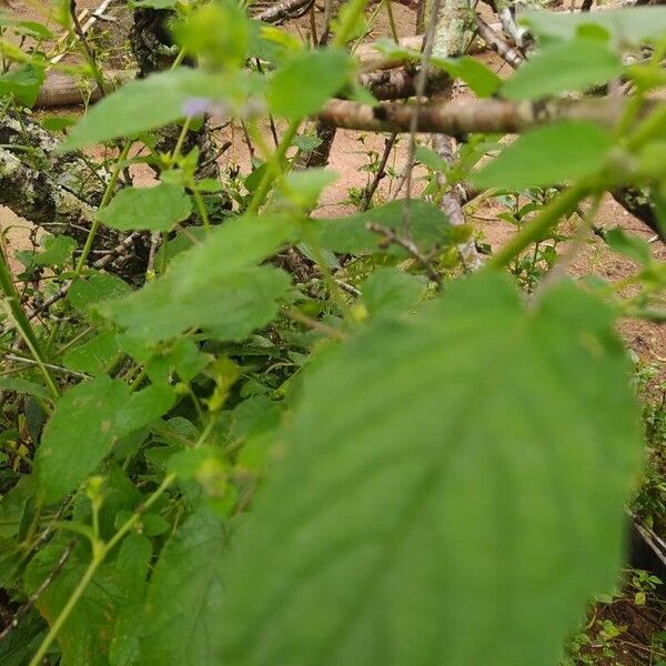 Hyptis suaveolens Leaf