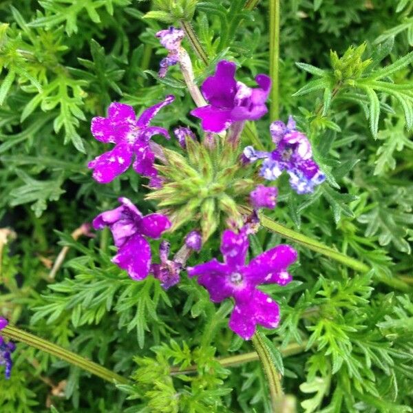 Verbena tenera Flower