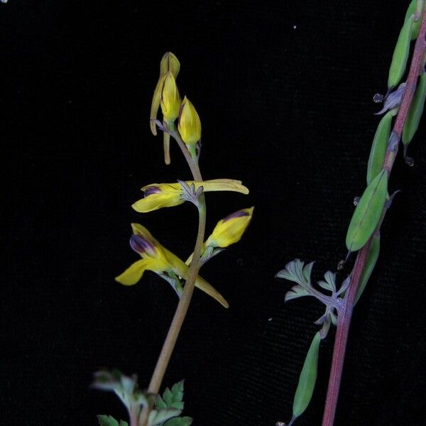 Corydalis cornuta 整株植物