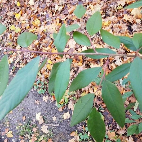 Ligustrum sinense Feuille