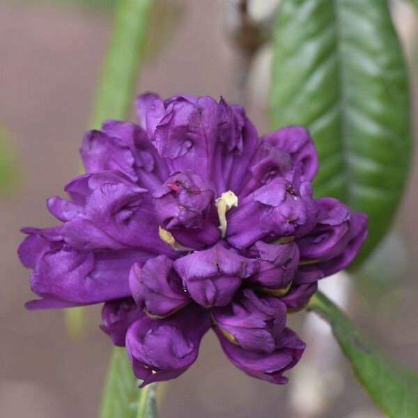 Rhododendron niveum Fleur