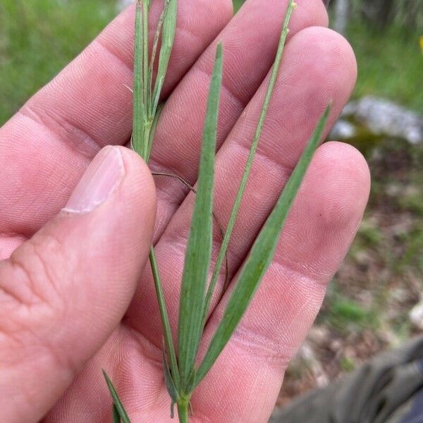 Lathyrus angulatus ഇല