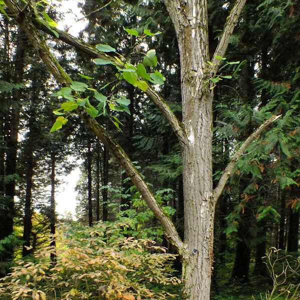 Populus heterophylla Habitus