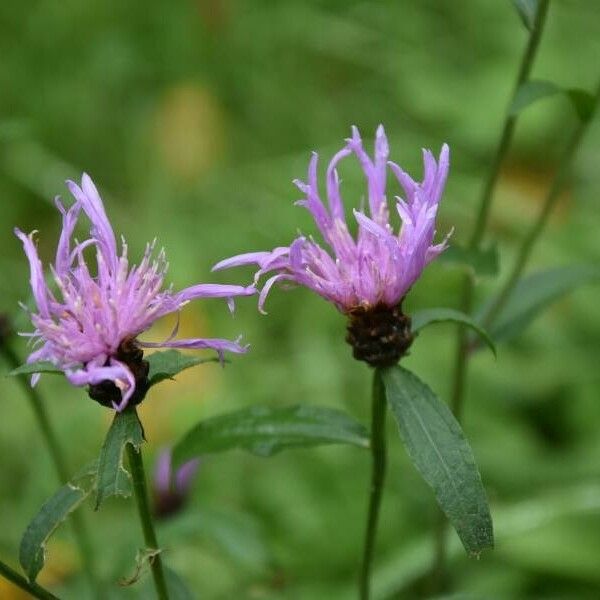 Centaurea nigra Цветок