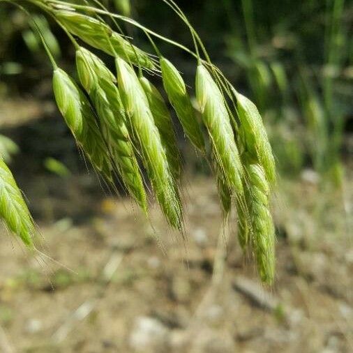 Bromus squarrosus Fruit