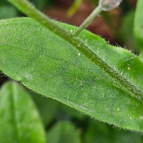 Myosotis sylvatica Leaf