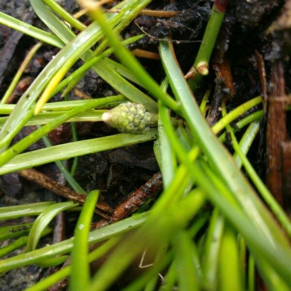 Muscari armeniacum Leaf