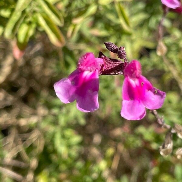 Salvia × jamensis Bloem