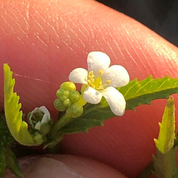 Caperonia castaneifolia Flor