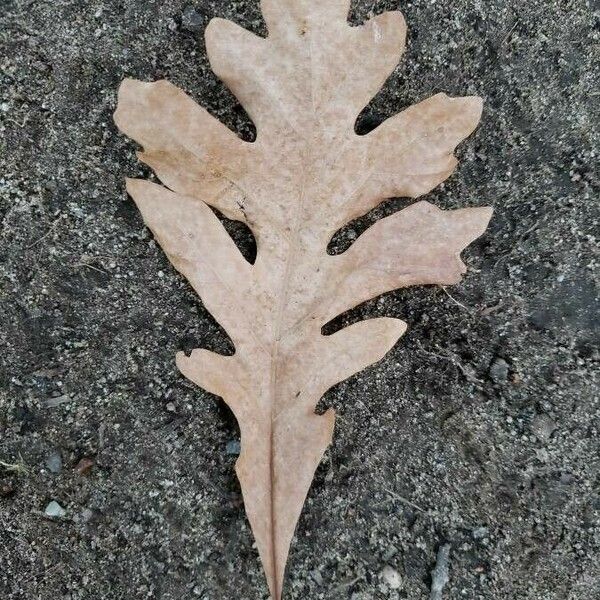 Quercus alba Leaf