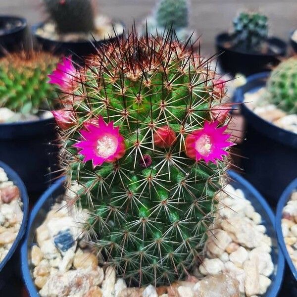 Mammillaria backebergiana Flower