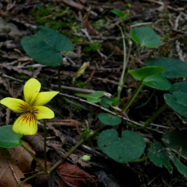 Viola sempervirens Habit