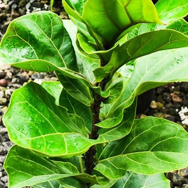 Ficus lyrata Leaf