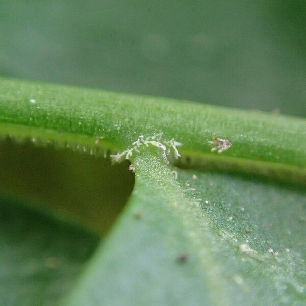 Arthropteris palisotii Blatt