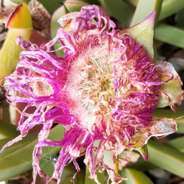 Carpobrotus acinaciformis Altro