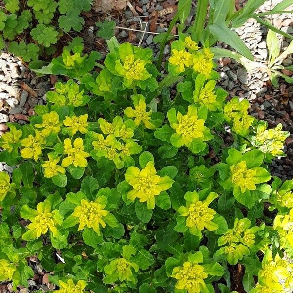 Euphorbia epithymoides Hábitos