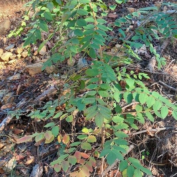 Rhus coriaria Облик