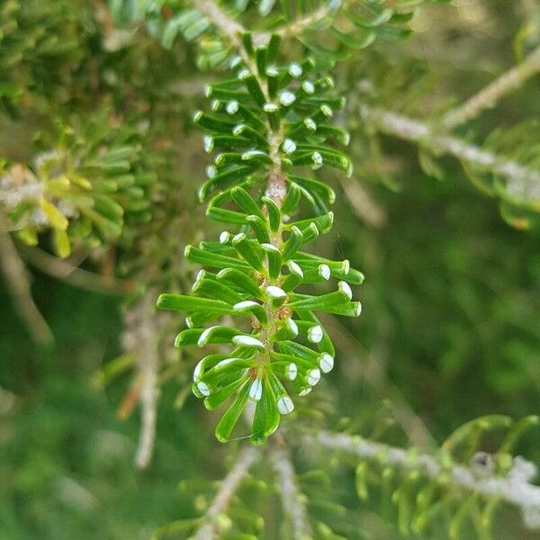 Abies koreana Lehti