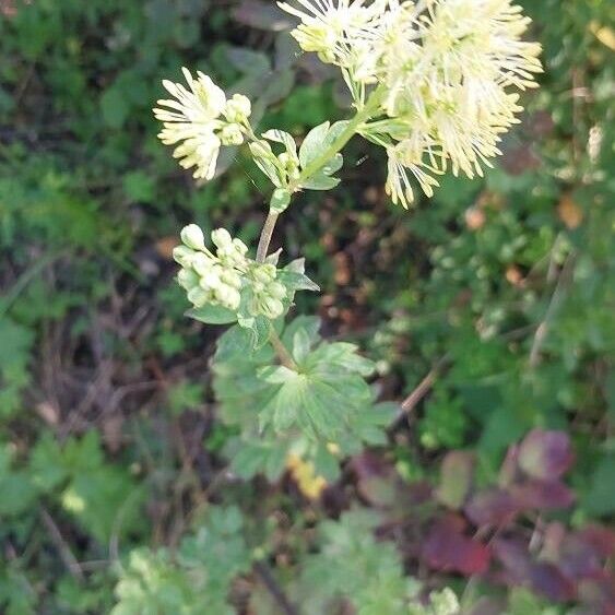 Thalictrum flavum Flower