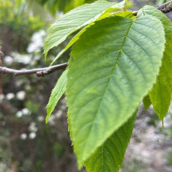 Prunus maackii Leaf