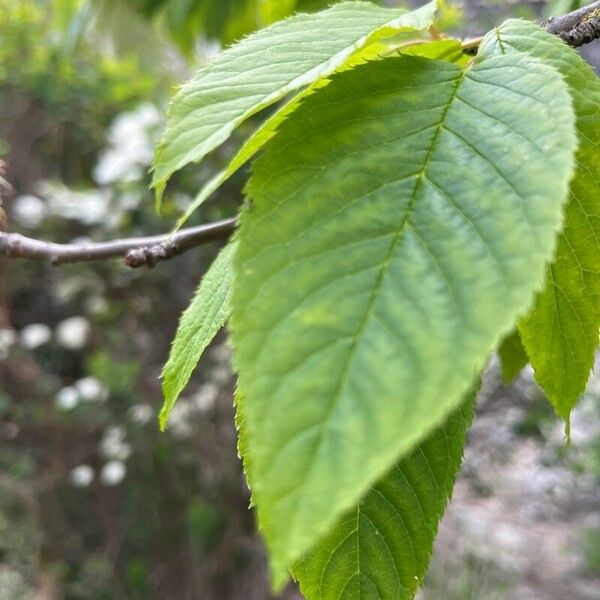 Prunus glandulifolia Leaf