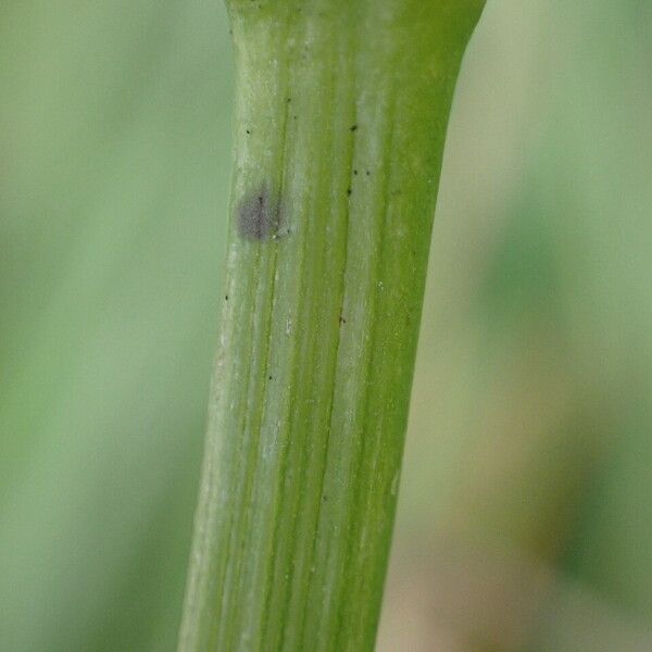 Alisma plantago-aquatica Kora