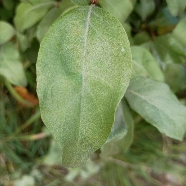 Elaeagnus commutata ഇല