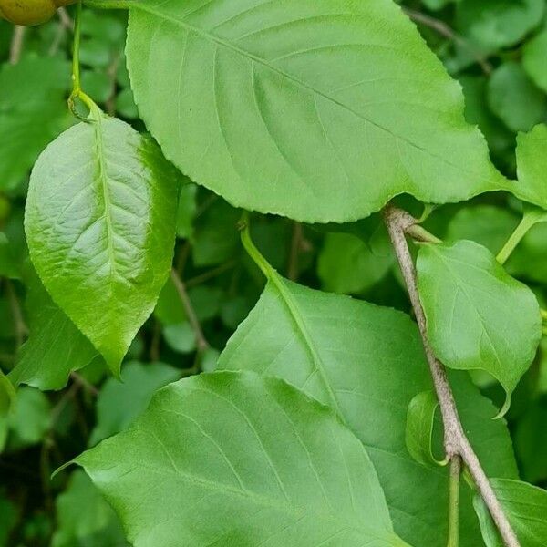 Sebastiania brasiliensis Leaf